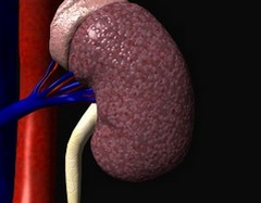 Мочекислый инфаркт почек: есть ли причины для беспокойства? Мочекислый инфаркт почек: есть ли причины для беспокойства?