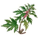 Признаки развивающегося инфаркта миокарда у мужчин и какую помощь нужно оказать? Признаки развивающегося инфаркта миокарда у мужчин и какую помощь нужно оказать?