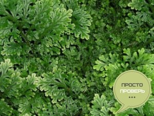 Зачем делают ирригоскопию кишечника? Зачем делают ирригоскопию кишечника?