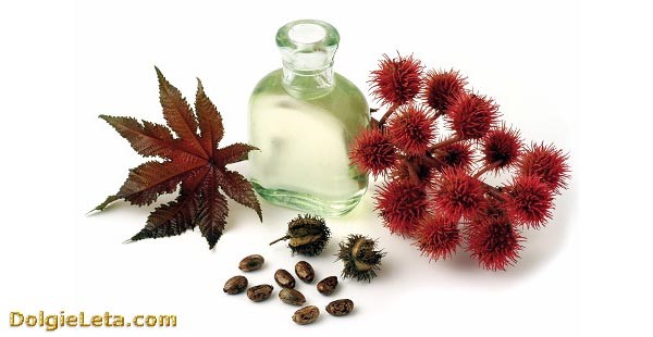 Касторка как слабительное: как принимать касторовое масло в случае запора Касторка как слабительное: как принимать касторовое масло в случае запора