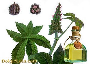 Касторка как слабительное: как принимать касторовое масло в случае запора Касторка как слабительное: как принимать касторовое масло в случае запора