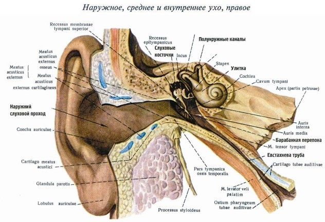 Какими лекарствами лечат отит у взрослых? Какими лекарствами лечат отит у взрослых?
