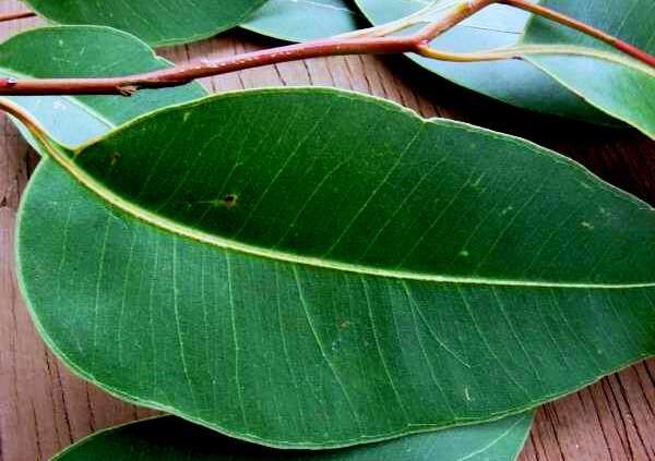 Способы очищения кишечника народными средствами и травами Способы очищения кишечника народными средствами и травами