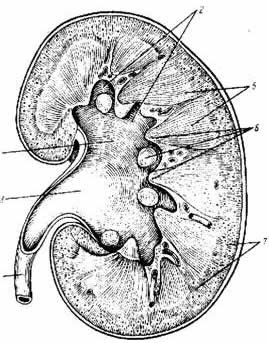 Какое строение и функции чашечки почки? Какое строение и функции чашечки почки?