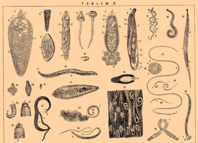 Симптомы заражения детей глистами Симптомы заражения детей глистами