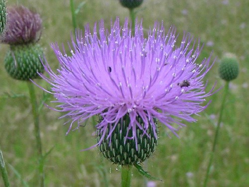 Как повысить артериальное давление? Как повысить артериальное давление?