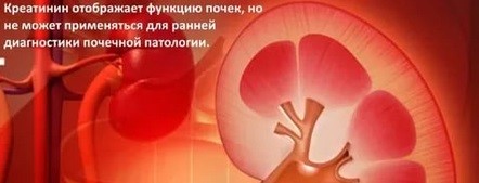 Какие препараты при почечной недостаточности самые эффективные? Какие препараты при почечной недостаточности самые эффективные?