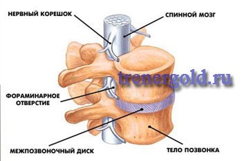 Гиперэкстензия при межпозвоночных грыжах Гиперэкстензия при межпозвоночных грыжах
