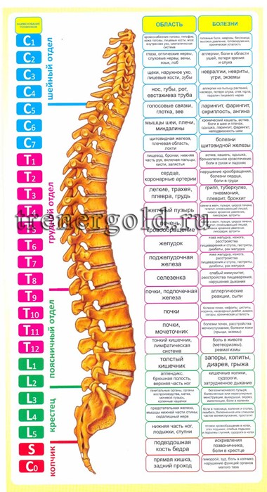 Гиперэкстензия при межпозвоночных грыжах Гиперэкстензия при межпозвоночных грыжах