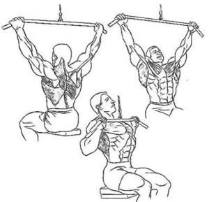 Анатомические особенности широчайших мышц спины Анатомические особенности широчайших мышц спины