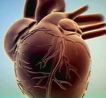 Кардиосклероз диффузной формы: классификация, диагностика и лечение Кардиосклероз диффузной формы: классификация, диагностика и лечение