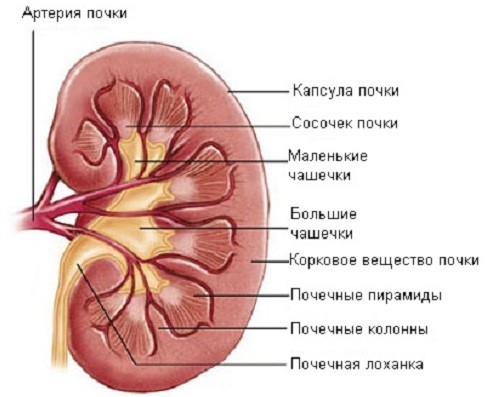 Лечение синусовой кисты левой почки Лечение синусовой кисты левой почки