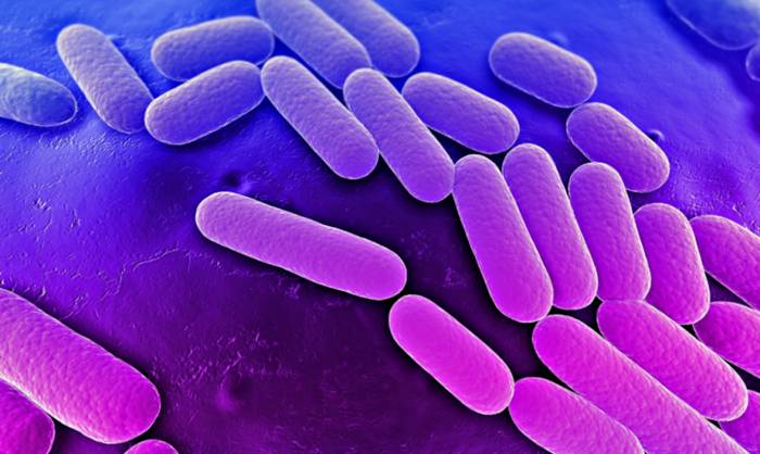 Клебсиелла: симптомы, лечение, пневмония у детей Клебсиелла: симптомы, лечение, пневмония у детей