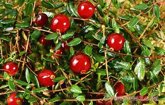 Клюква: полезные лечебные свойства и противопоказания, особенности применения Клюква: полезные лечебные свойства и противопоказания, особенности применения