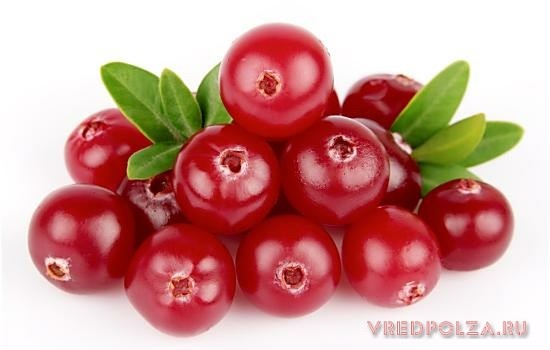 Клюква: полезные лечебные свойства и противопоказания, особенности применения Клюква: полезные лечебные свойства и противопоказания, особенности применения