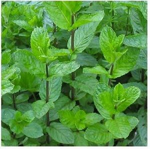 «Корвалол» при повышенном давлении: вред или польза? «Корвалол» при повышенном давлении: вред или польза?