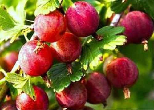 Можно ли есть крыжовник при сахарном диабете? Можно ли есть крыжовник при сахарном диабете?