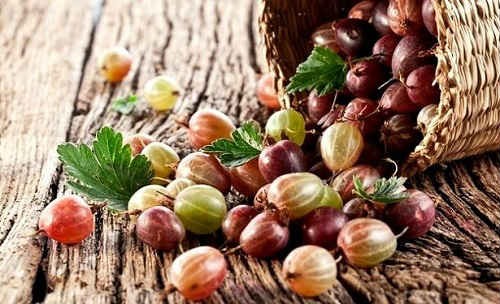 Можно ли есть крыжовник при сахарном диабете? Можно ли есть крыжовник при сахарном диабете?