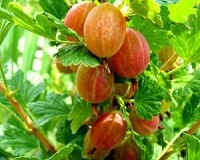 Можно ли есть крыжовник при сахарном диабете? Можно ли есть крыжовник при сахарном диабете?