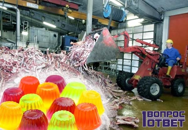 Лечение артроза коленного сустава желатином: отзывы Лечение артроза коленного сустава желатином: отзывы