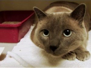 Хронический запор Хронический запор