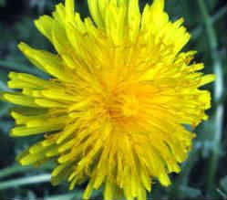 Можно ли есть черешню диабетикам? Можно ли есть черешню диабетикам?