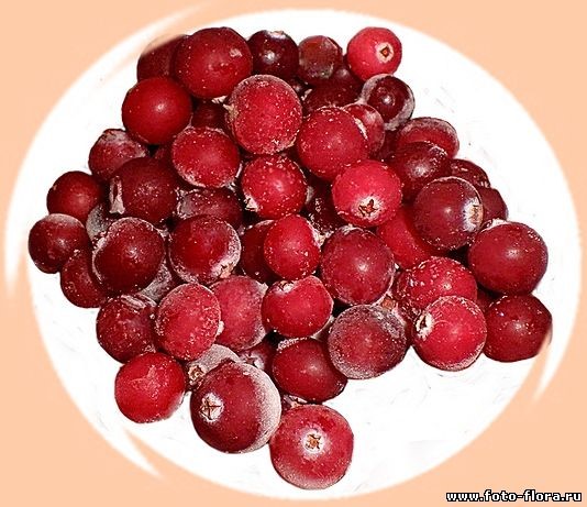 Лечим простуженное горло Лечим простуженное горло