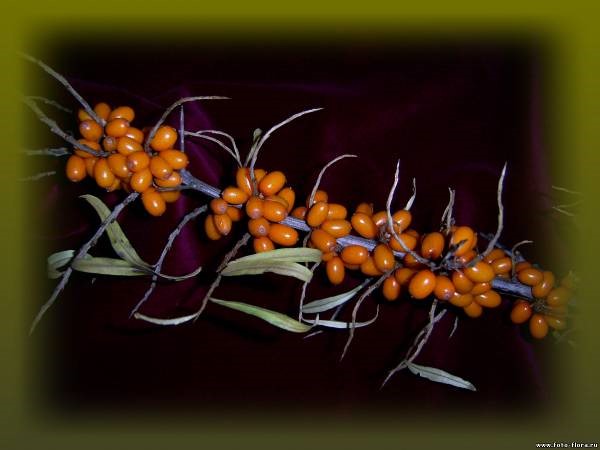 Лечим простуженное горло Лечим простуженное горло