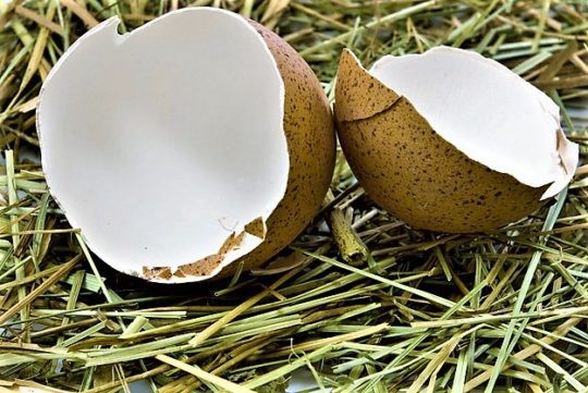 Остеопороз коленного сустава: симптомы и лечение колена Остеопороз коленного сустава: симптомы и лечение колена