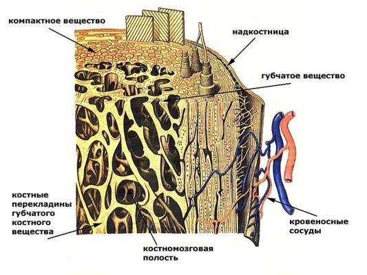 Остеопороз коленного сустава: симптомы и лечение колена Остеопороз коленного сустава: симптомы и лечение колена