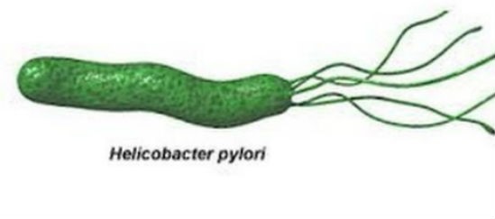 Диагностика, лечение и профилактика гастроэнтероколита Диагностика, лечение и профилактика гастроэнтероколита