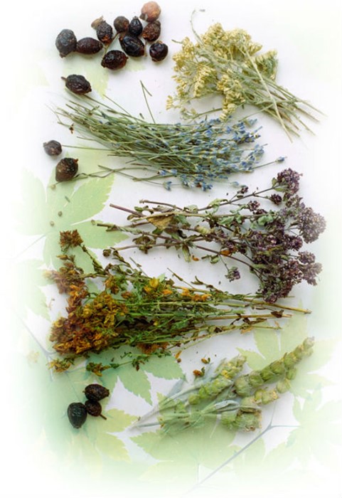 Диагностика, лечение и профилактика гастроэнтероколита Диагностика, лечение и профилактика гастроэнтероколита