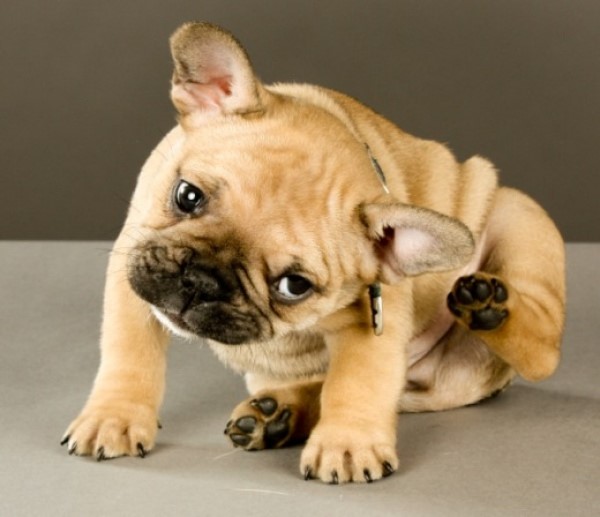 Как лечить отит уха перекисью водорода Как лечить отит уха перекисью водорода