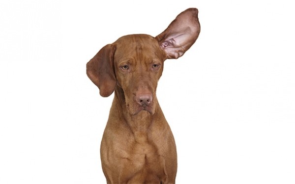 Как лечить отит уха перекисью водорода Как лечить отит уха перекисью водорода