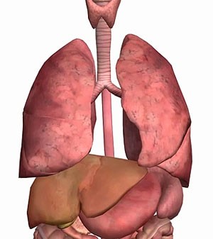 Коварное заболевание пневмония: как диагностировать и чем лечить болезнь у взрослых Коварное заболевание пневмония: как диагностировать и чем лечить болезнь у взрослых