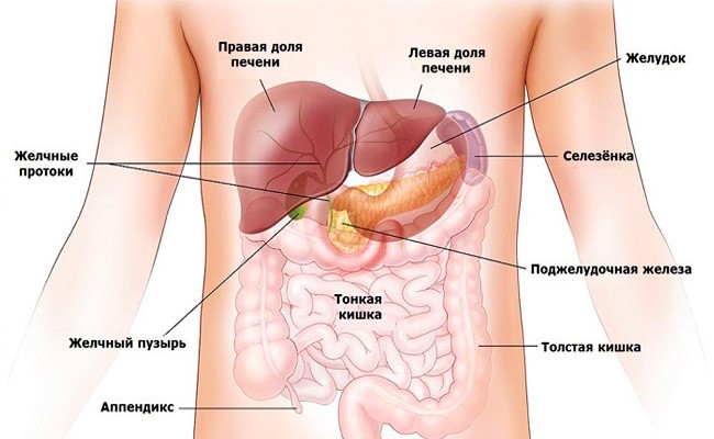 Где находится и почему болит поджелудочная железа? Где находится и почему болит поджелудочная железа?