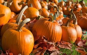Полезные для печени свойства тыквы Полезные для печени свойства тыквы