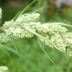 Полезные для печени свойства тыквы Полезные для печени свойства тыквы