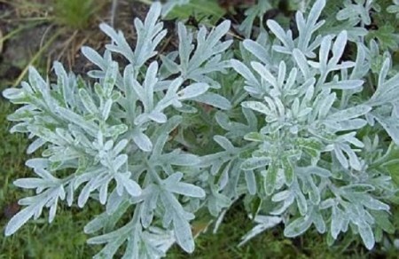 Рецепты с полынью от глистов Рецепты с полынью от глистов