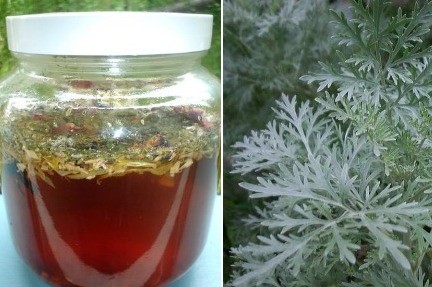 Рецепты с полынью от глистов Рецепты с полынью от глистов