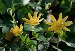 Как правильно лечить полипы в желудке Как правильно лечить полипы в желудке