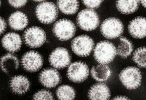 Препараты при ротавирусной инфекции Препараты при ротавирусной инфекции