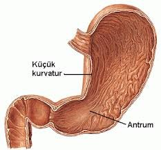 Антральный отдел желудка Антральный отдел желудка