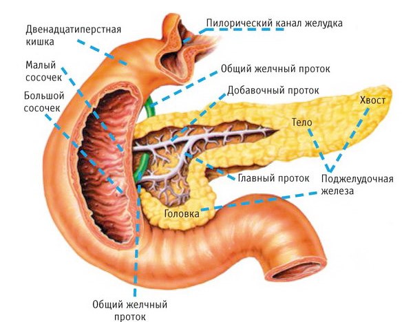 Прогноз при раке поджелудочной в зависимости от стадии Прогноз при раке поджелудочной в зависимости от стадии