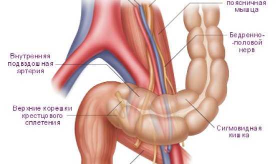 Анатомическое строение, болезни и лечение сигмовидной кишки Анатомическое строение, болезни и лечение сигмовидной кишки