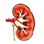 Строение и расположение печени в организме человека Строение и расположение печени в организме человека