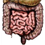 Строение и расположение печени в организме человека Строение и расположение печени в организме человека
