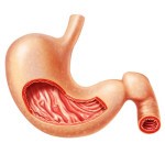 Строение и расположение печени в организме человека Строение и расположение печени в организме человека