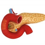Строение и расположение печени в организме человека Строение и расположение печени в организме человека