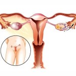 Строение и расположение печени в организме человека Строение и расположение печени в организме человека